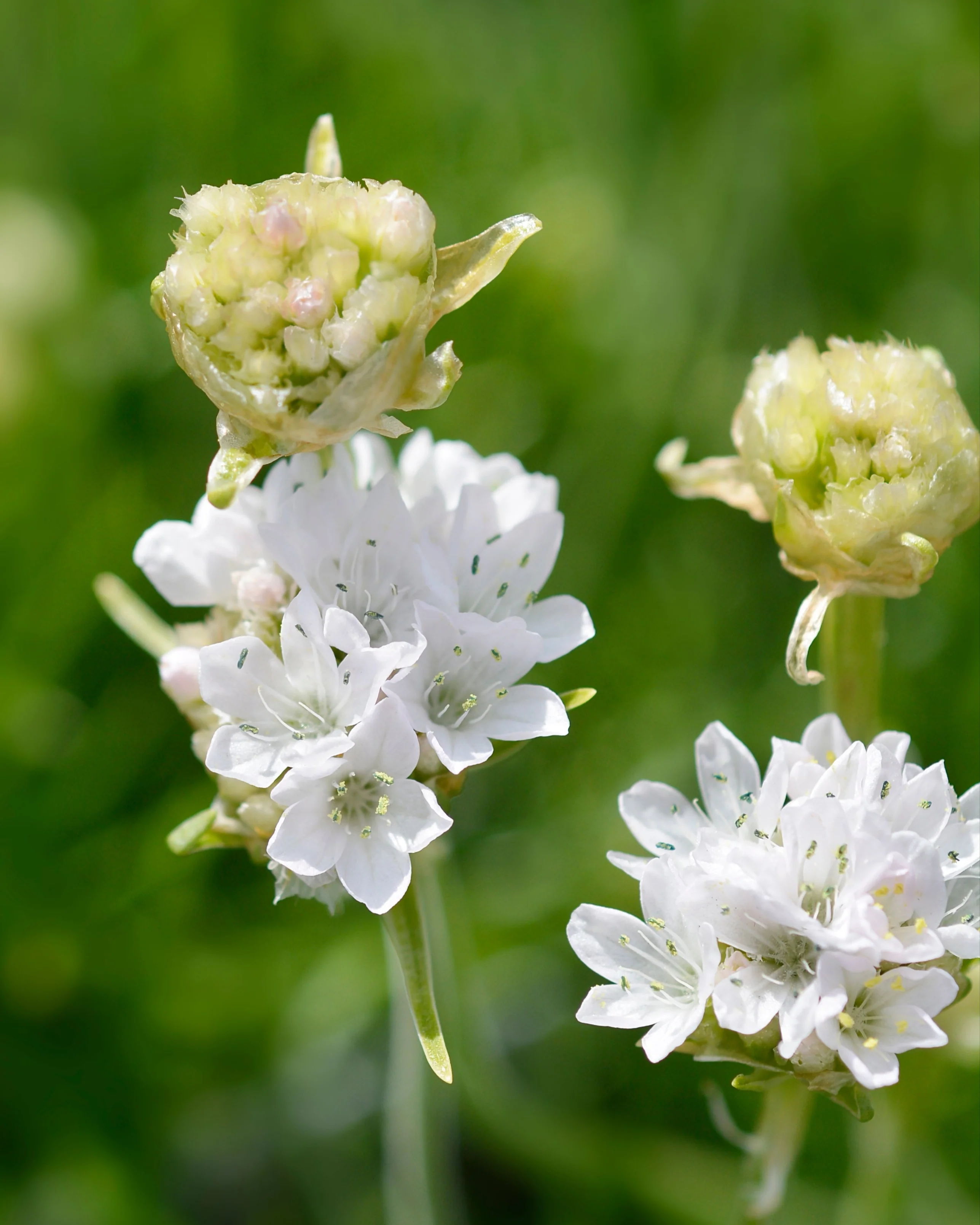 Armeria maritima 'Alba' - Image 9