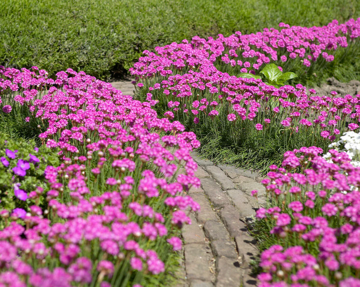 Armeria maritima - Image 2