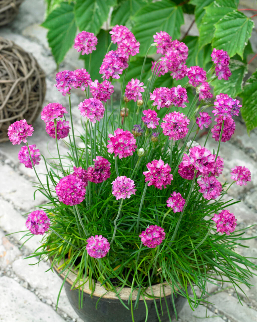 Armeria maritima - Image 4
