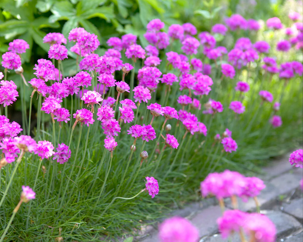 Armeria maritima - Image 5