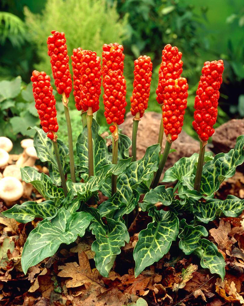 Arum italicum - Image 10