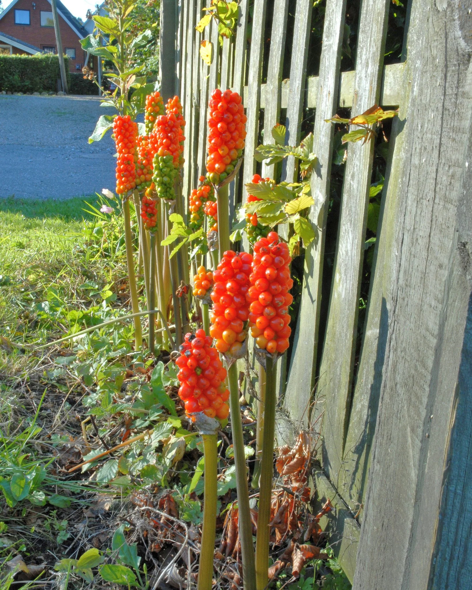 Arum italicum - Image 11