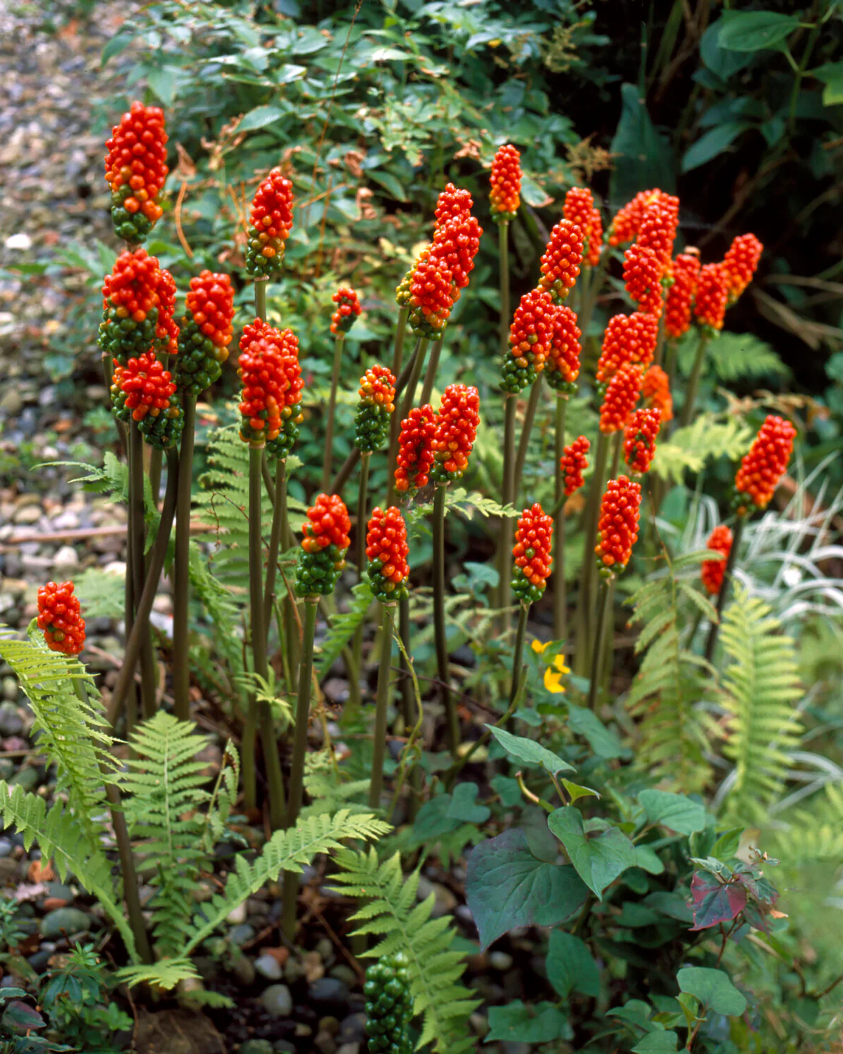 Arum italicum - Image 3