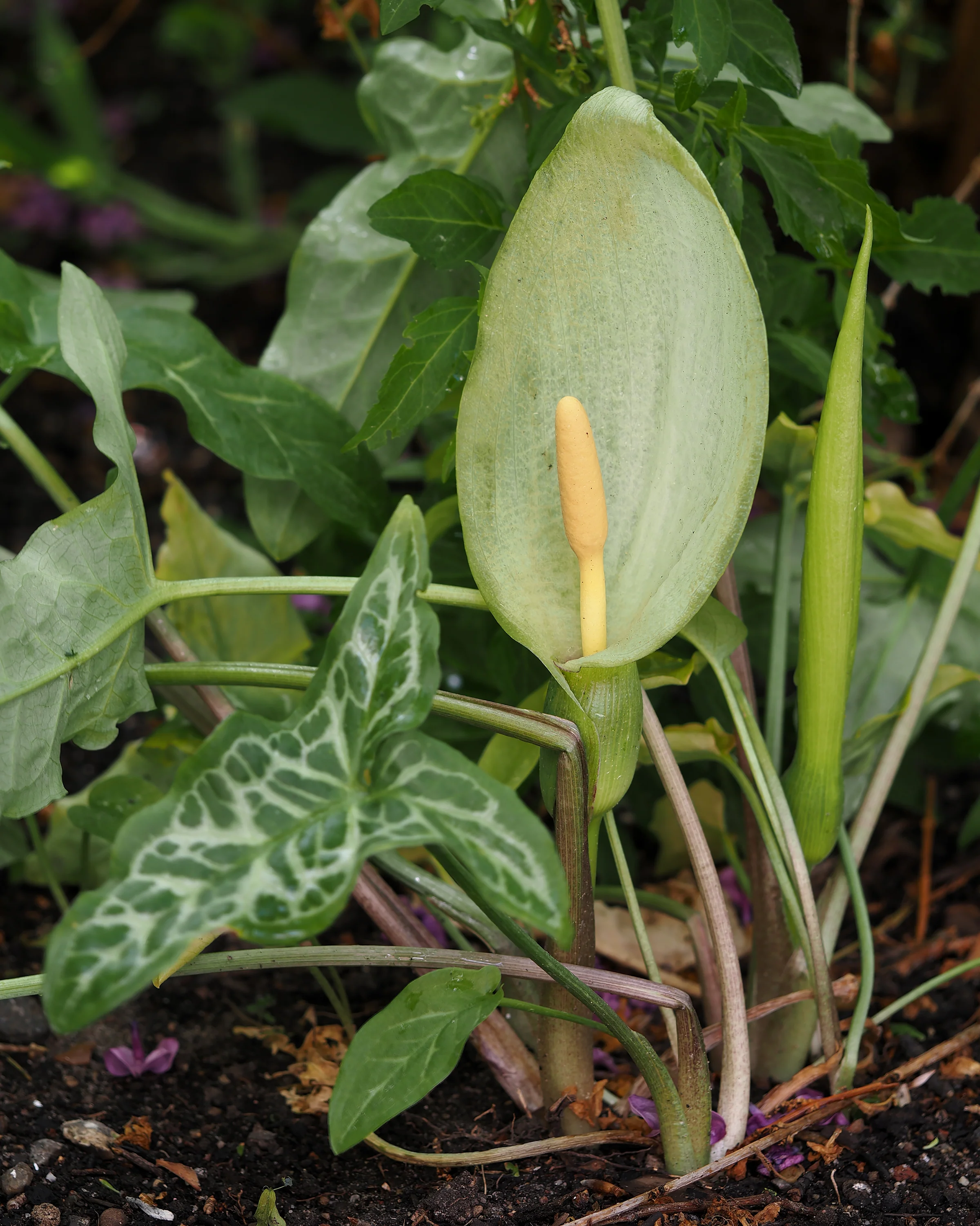 Arum italicum - Image 4