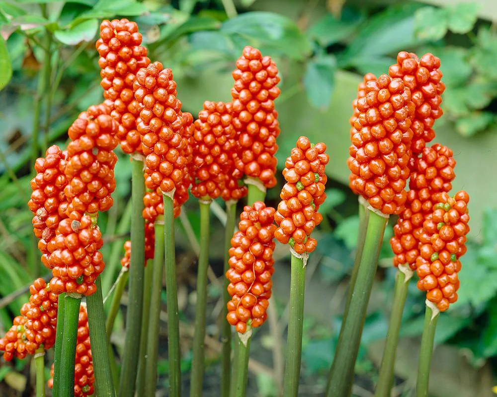 Arum italicum - Image 5