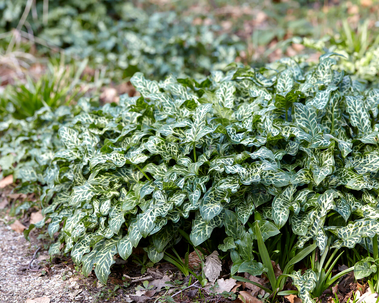 Arum italicum - Image 6