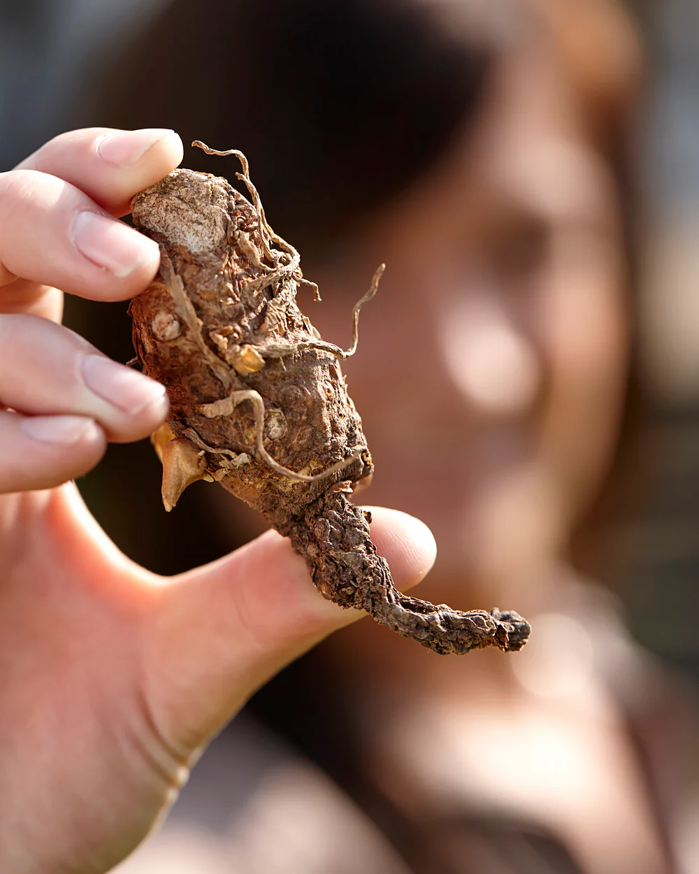 Arum italicum - Image 7