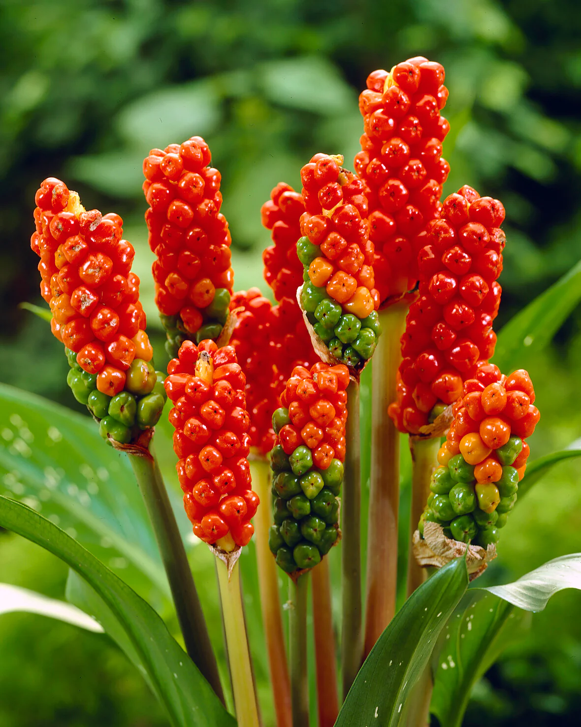 Arum italicum - Image 8