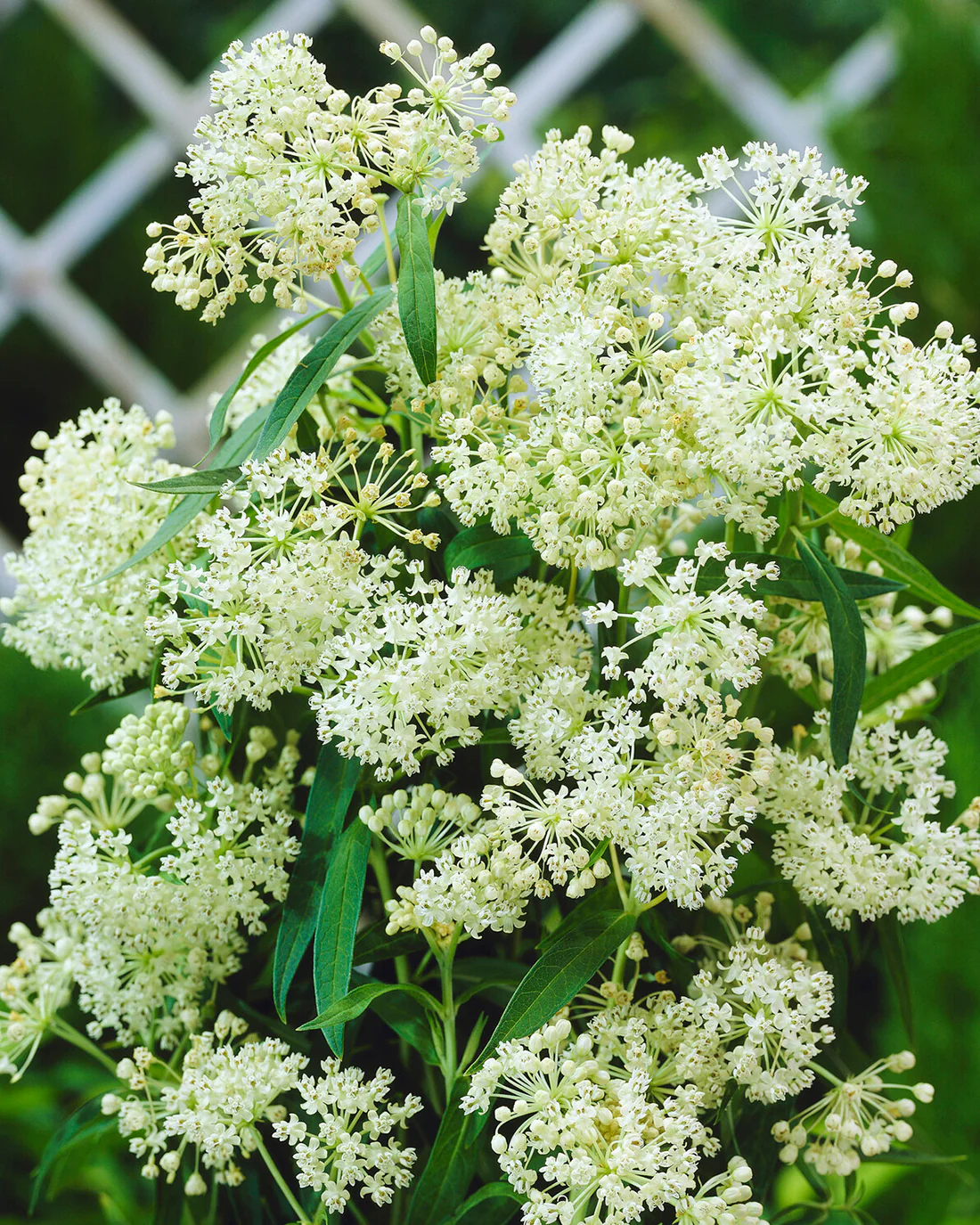 Asclepias 'Ice Ballet' - Image 6