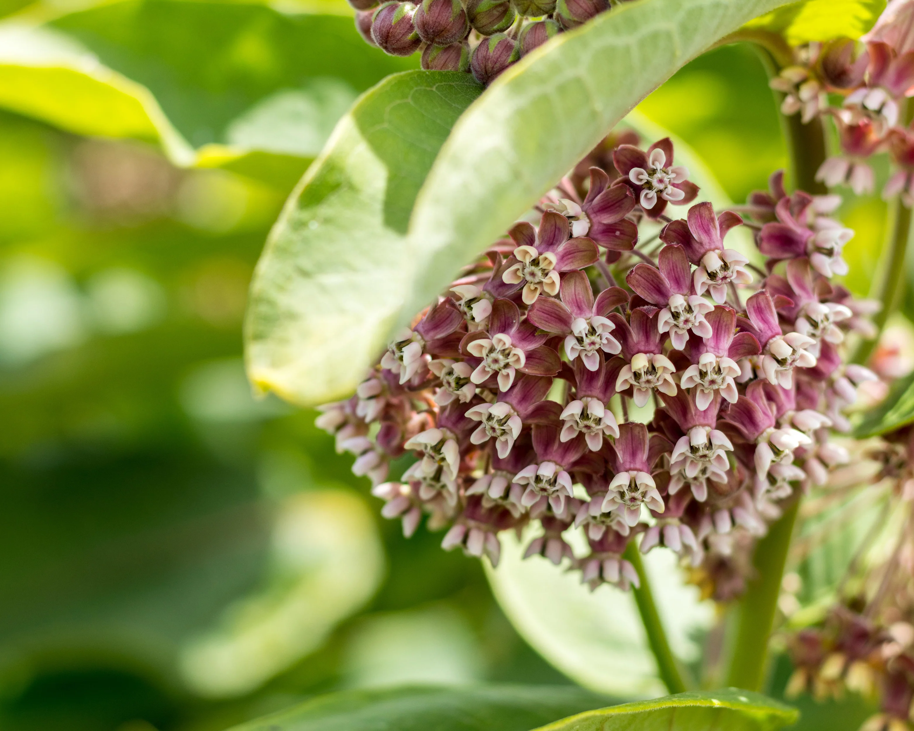 Asclepias 'Soulmate' - Image 6