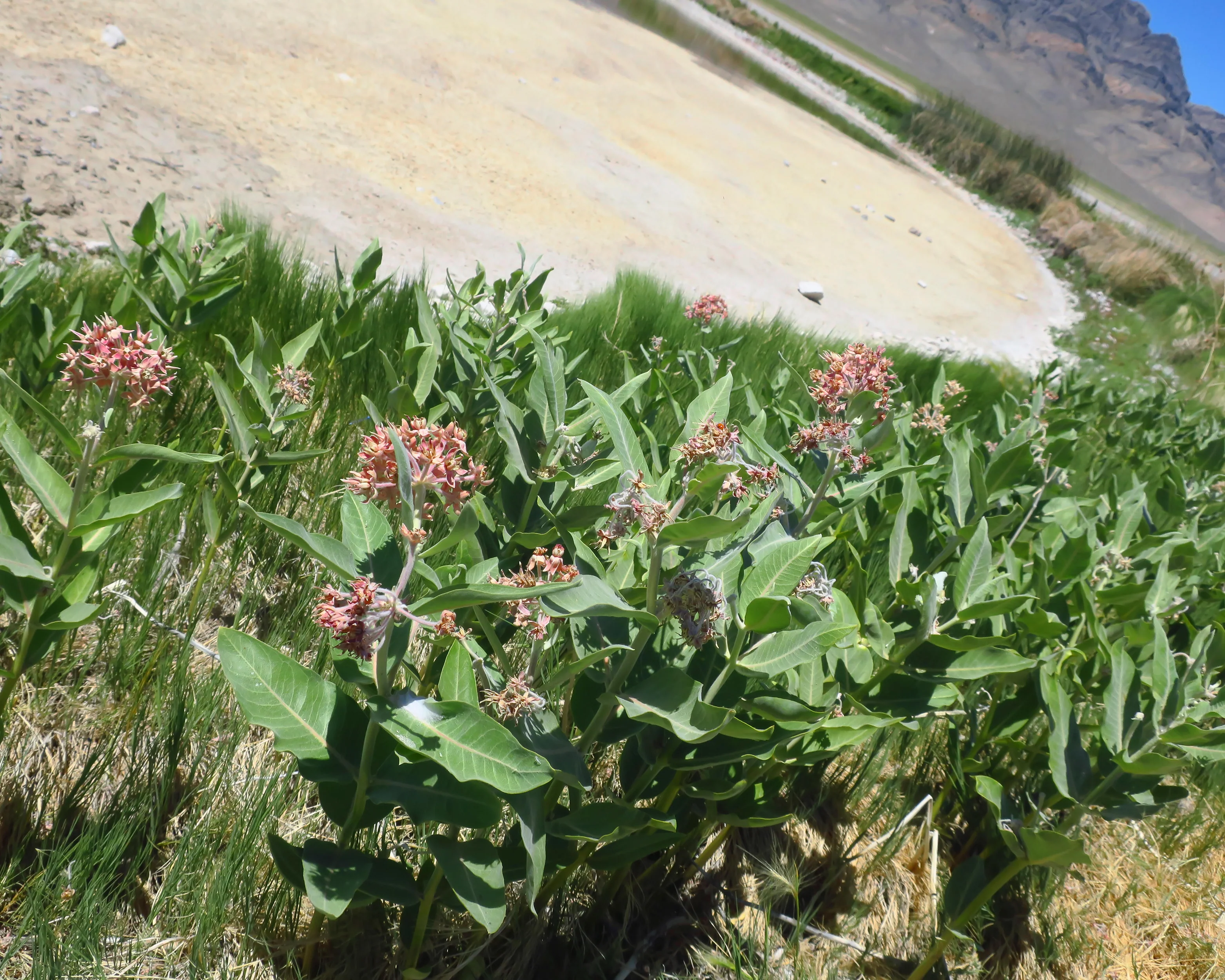 Asclepias 'Soulmate' - Image 7