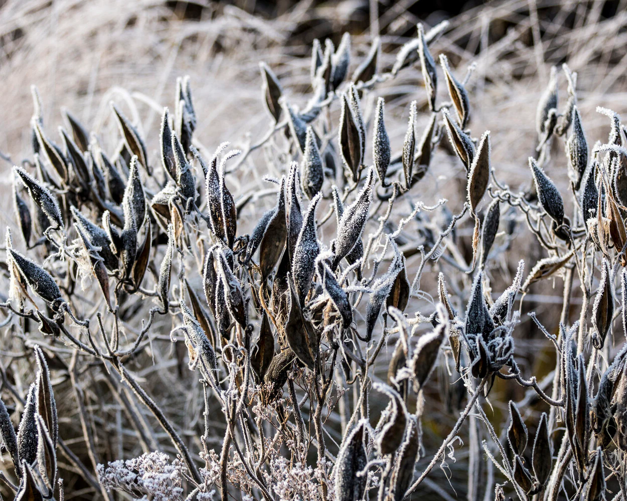 Asclepias tuberosa - Image 11