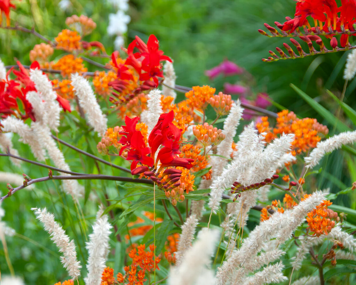 Asclepias tuberosa - Image 5