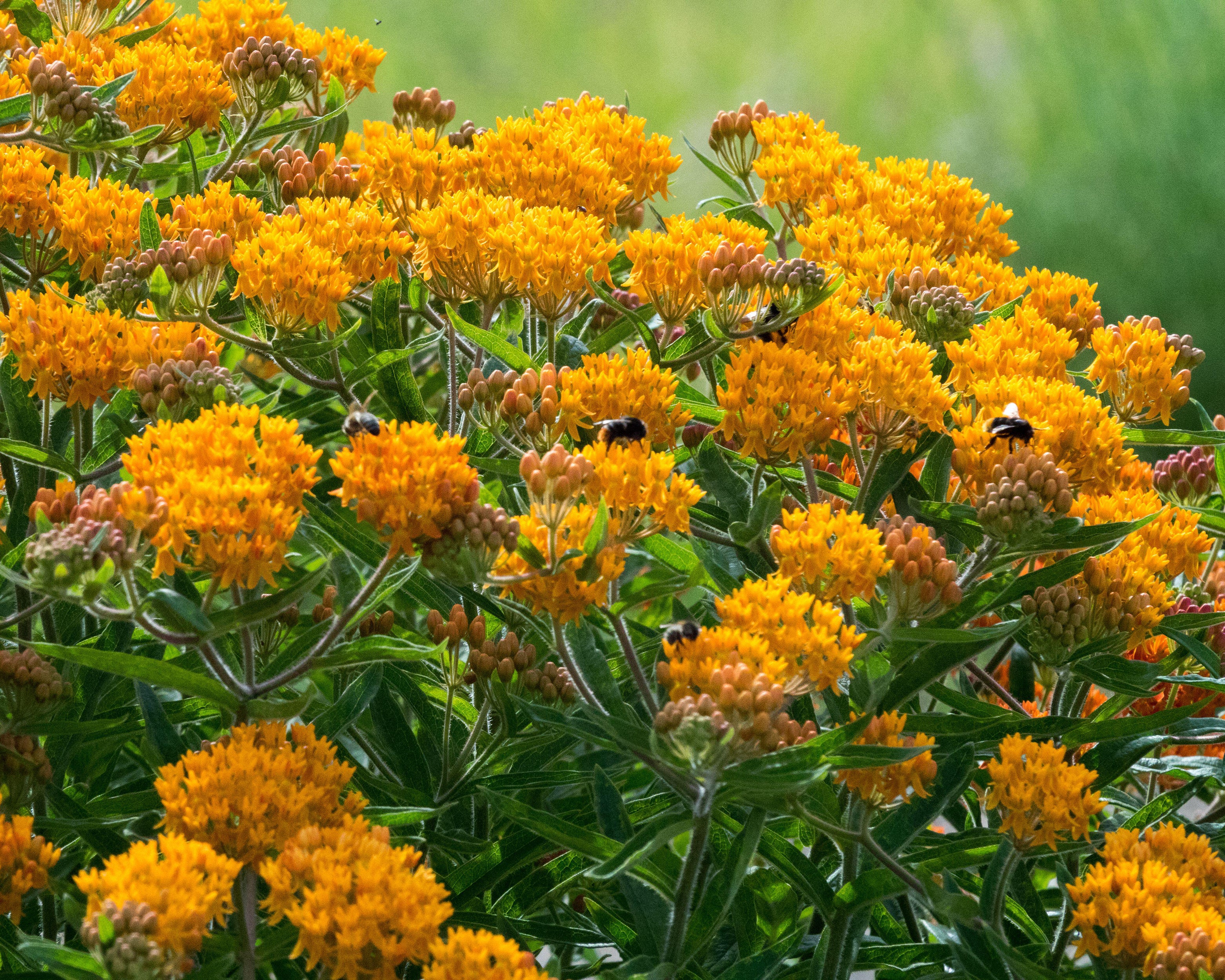 Asclepias tuberosa - Image 7
