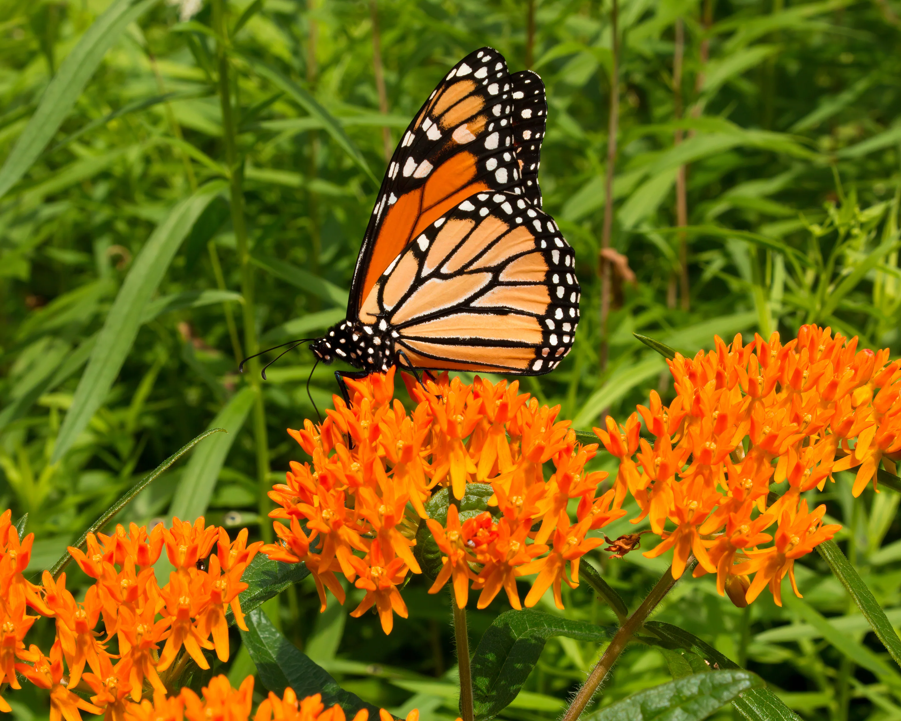 Asclepias tuberosa - Image 8