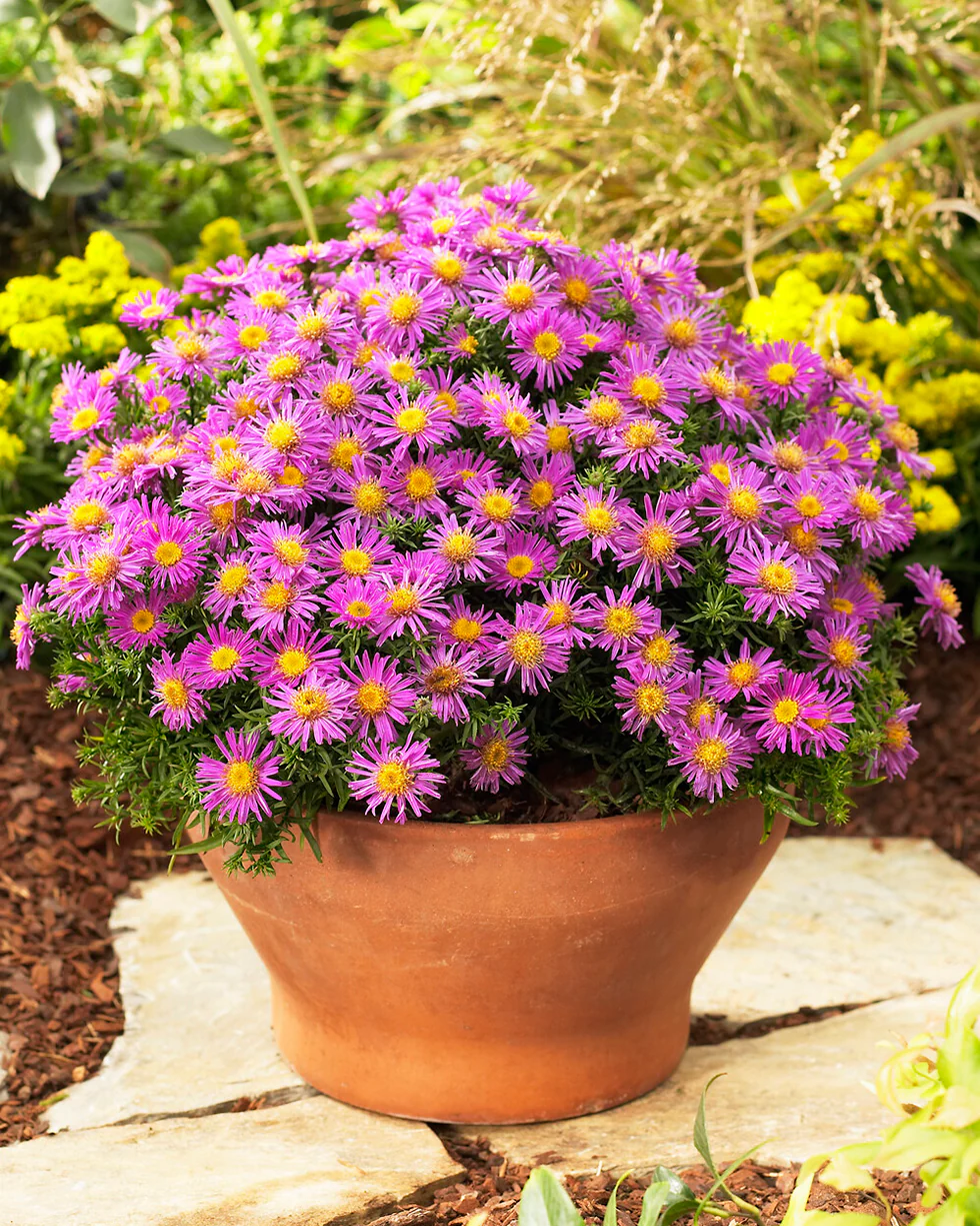 Aster 'Alice Haslam' - Image 4