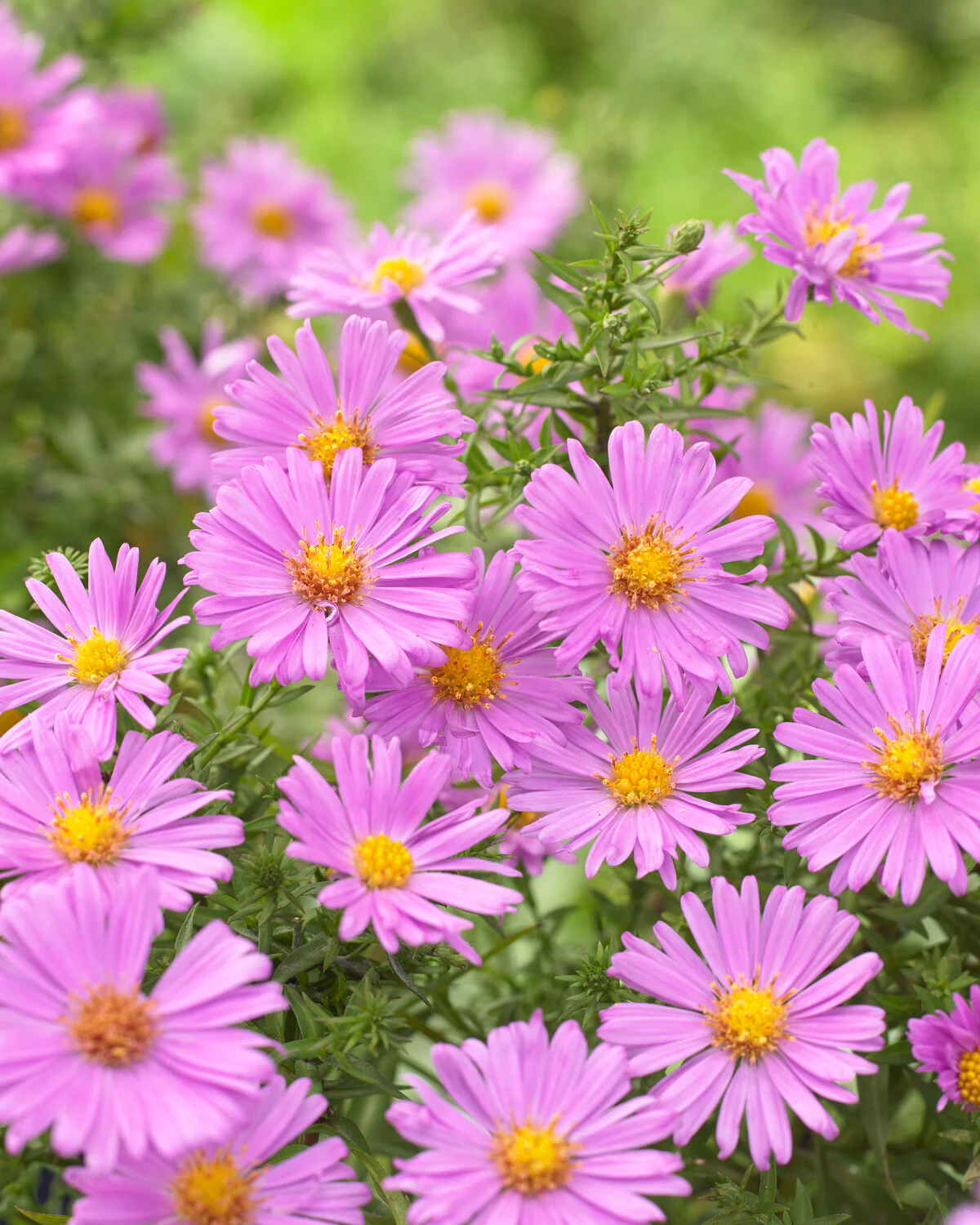 Aster 'Alice Haslam' - Image 5