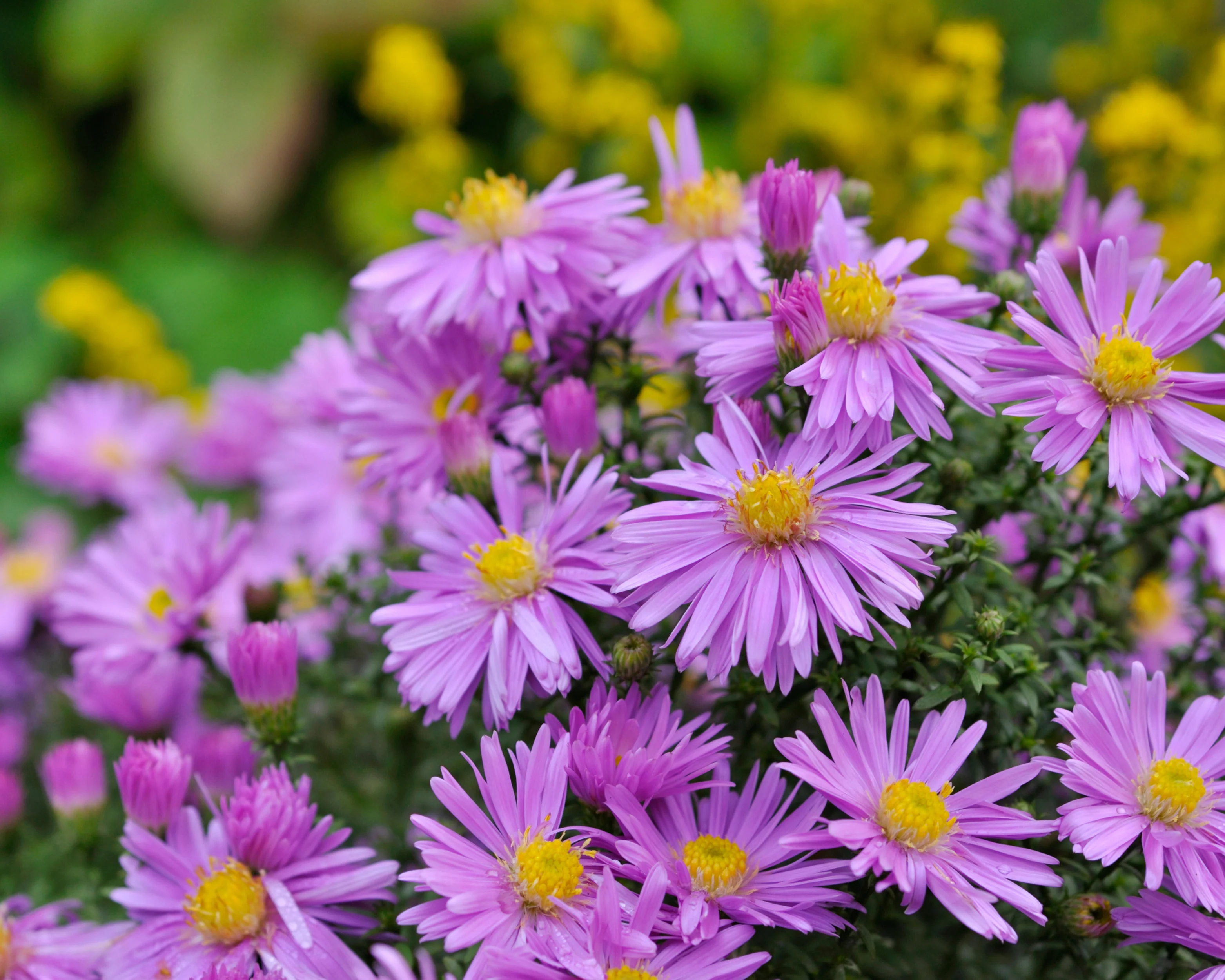 Aster 'Herbstgruss vom Bresserhof' - Image 3