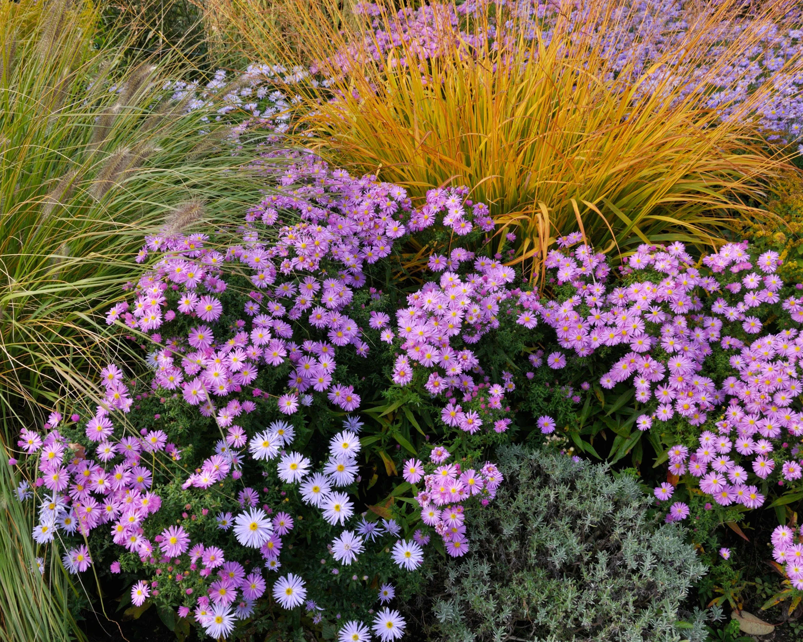 Aster 'Herbstgruss vom Bresserhof' - Image 6