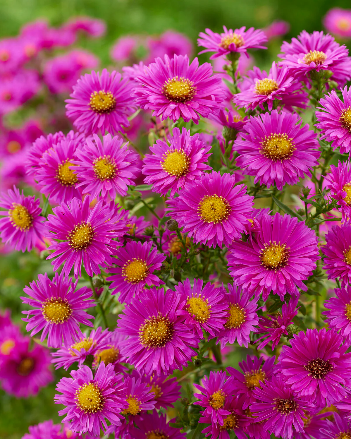 Aster 'Jenny' - Image 4