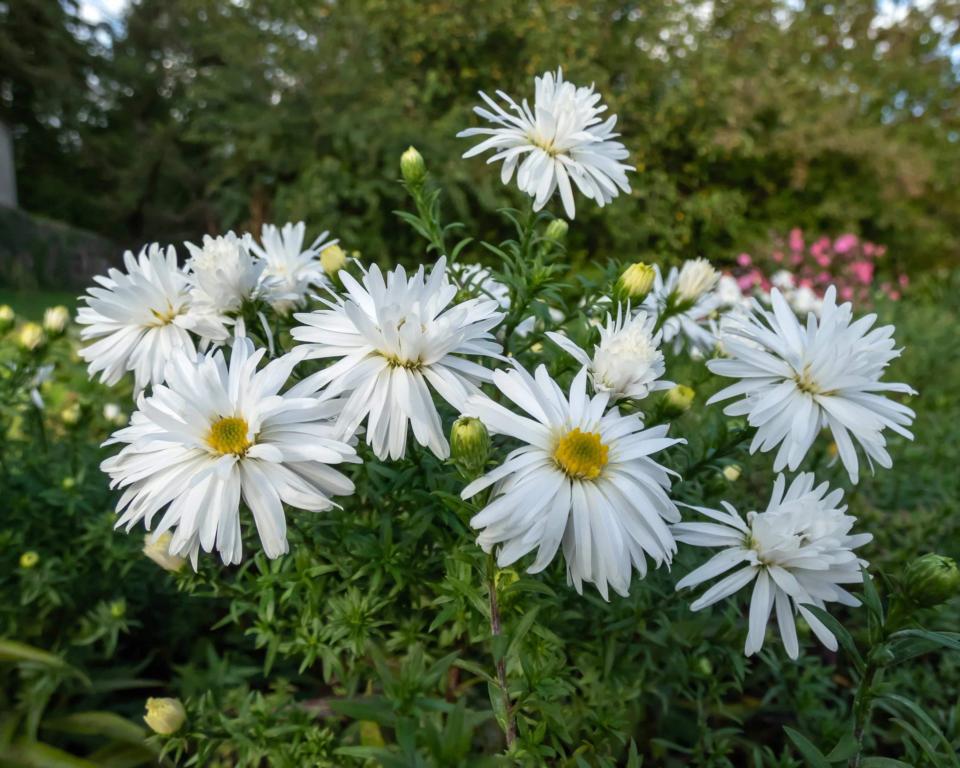 Aster 'Kristina' - Image 4