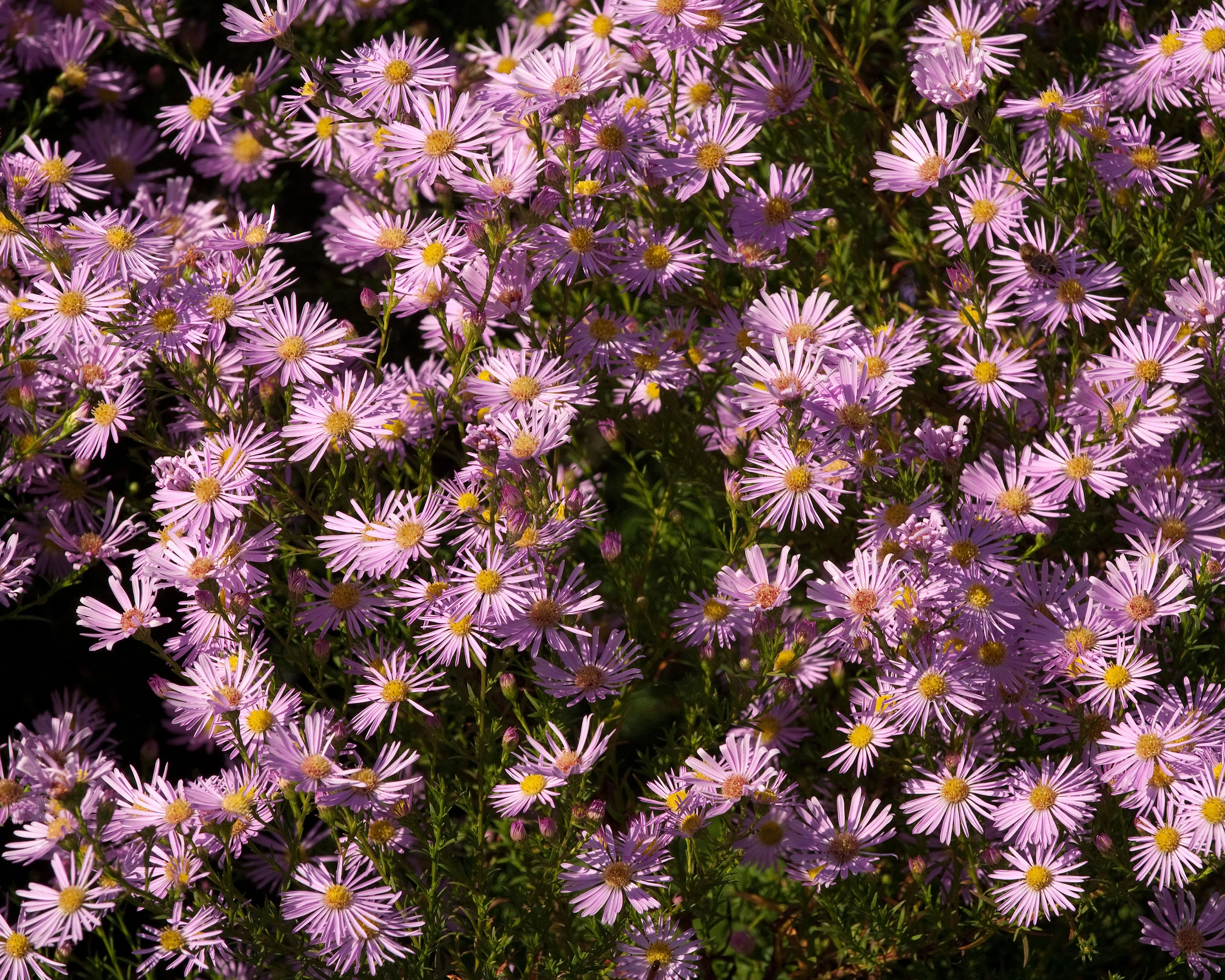 Aster 'Pink Star' - Image 5