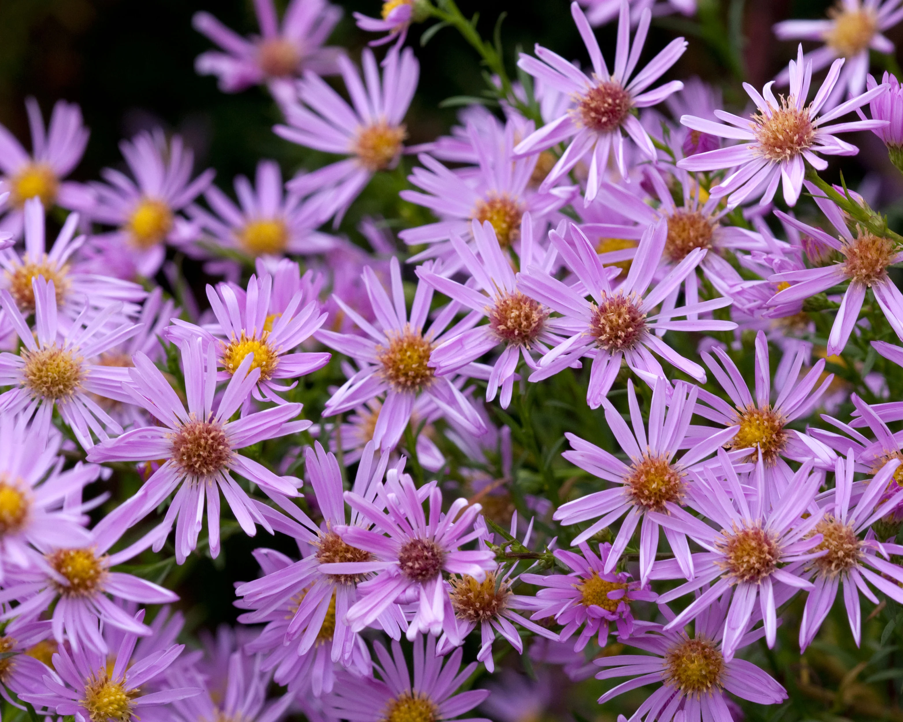 Aster 'Pink Star' - Image 6