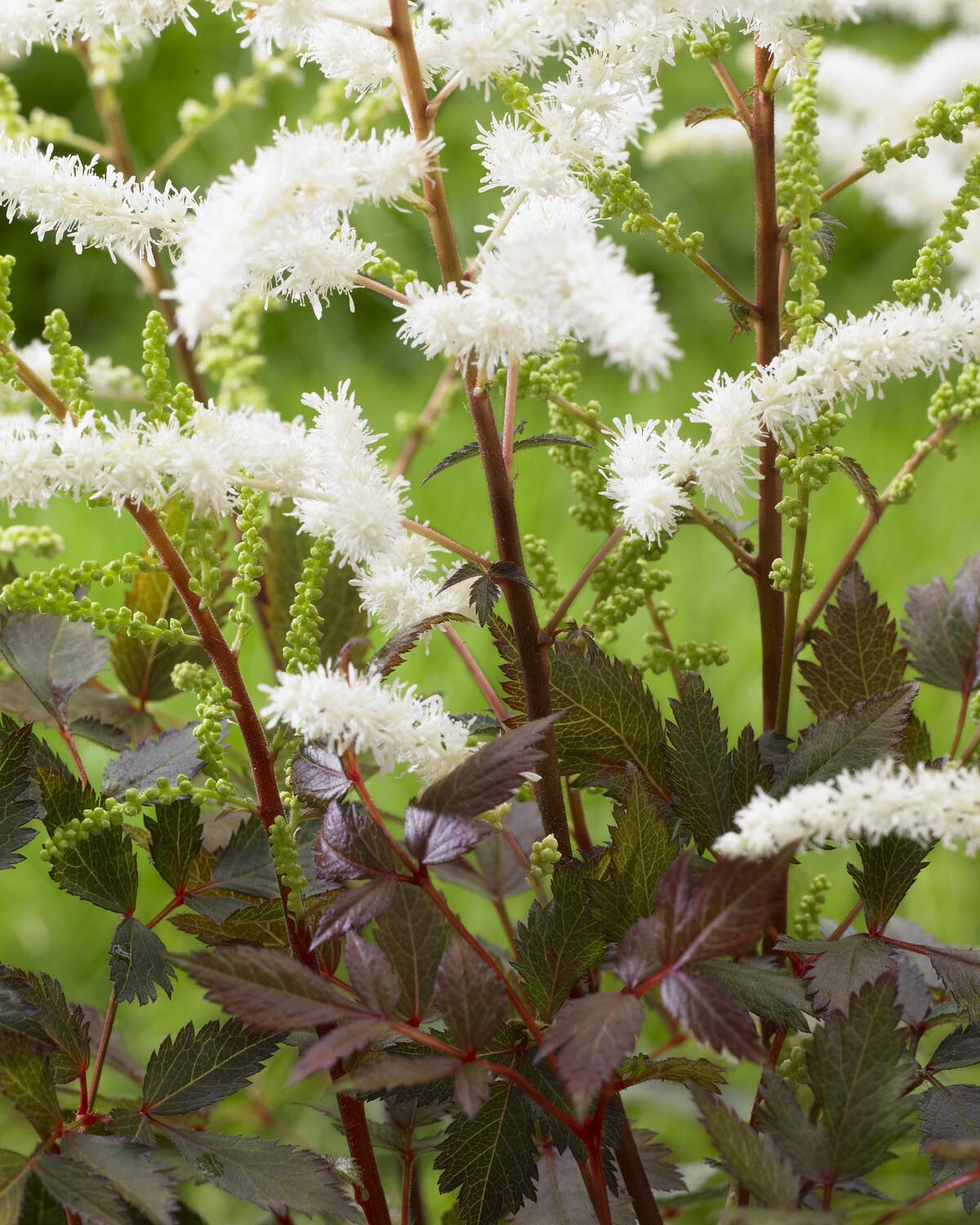 Astilbe 'Cappuccino' - Image 2