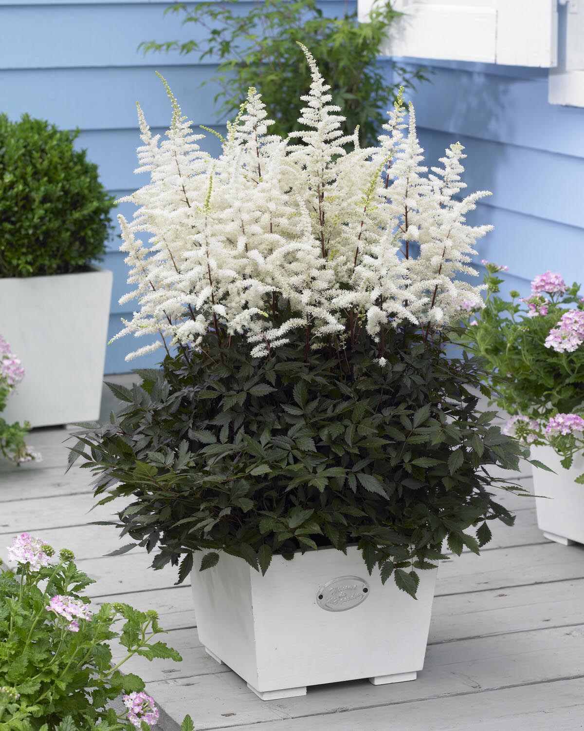 Astilbe 'Cappuccino' - Image 4