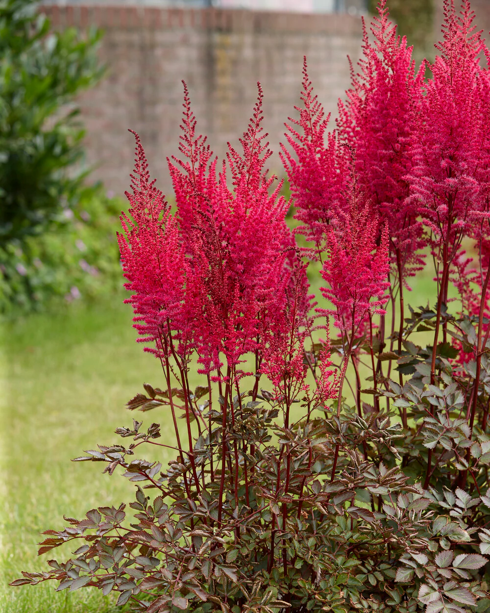Astilbe 'Mighty Chocolate Cherry' - Image 4