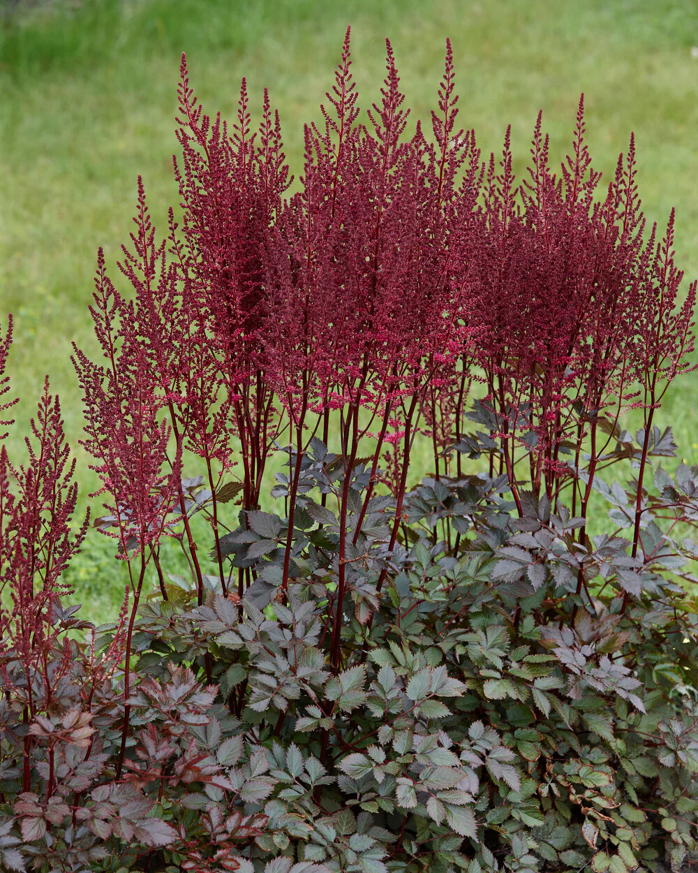 Astilbe 'Mighty Chocolate Cherry' - Image 5