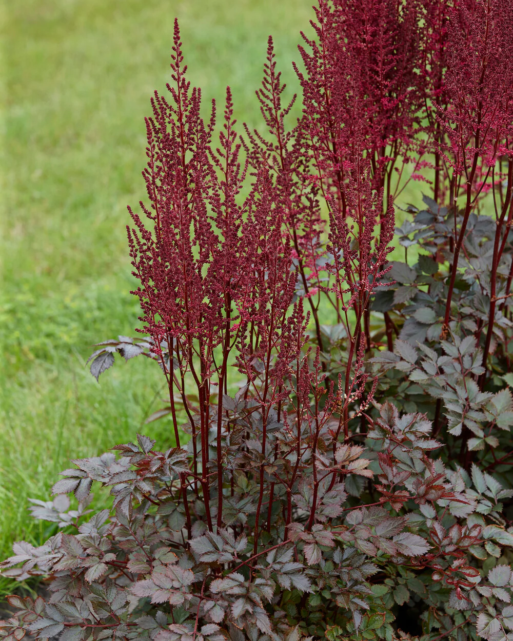 Astilbe 'Mighty Chocolate Cherry' - Image 6