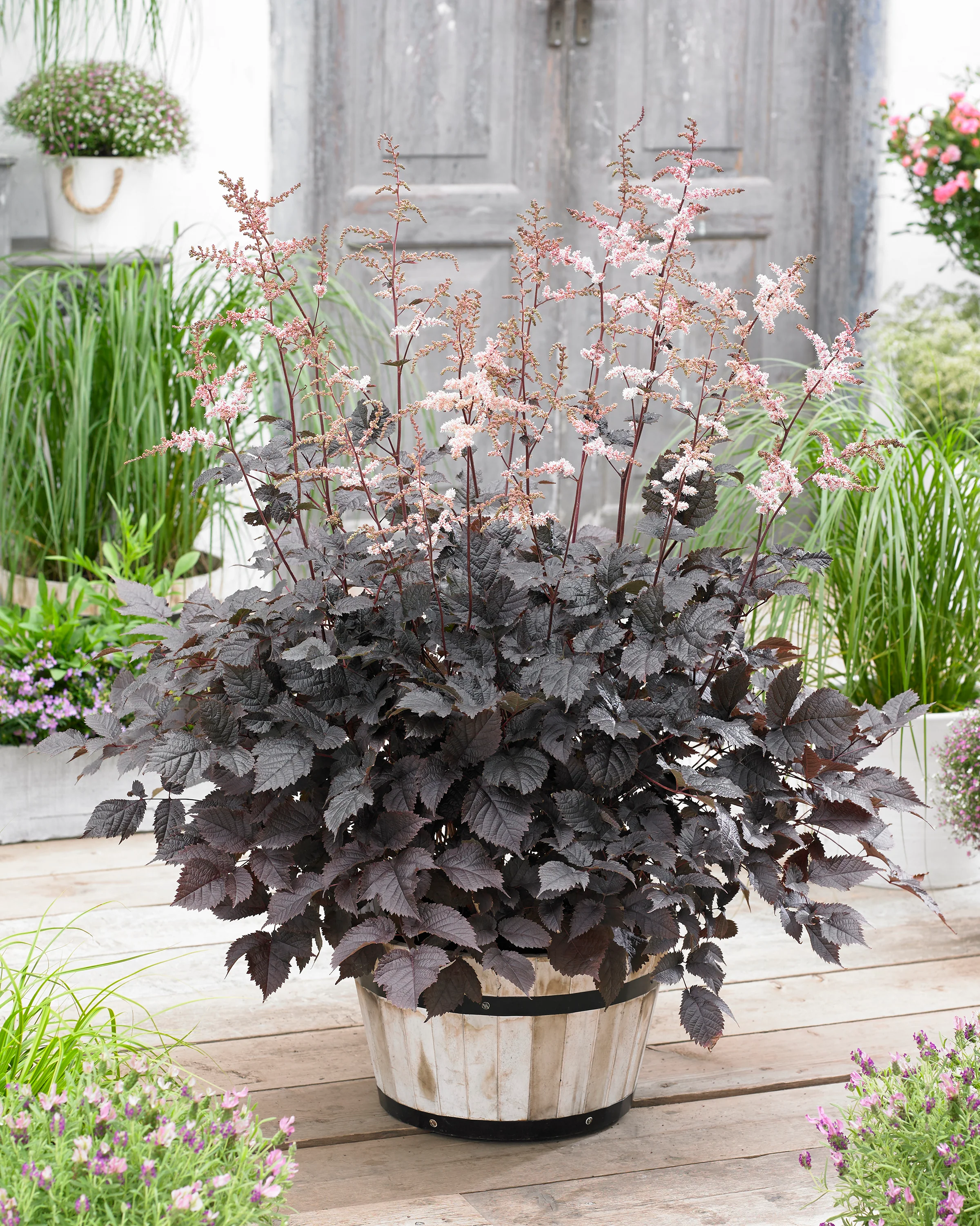Astilbe 'Chocolate Shogun' - Image 3
