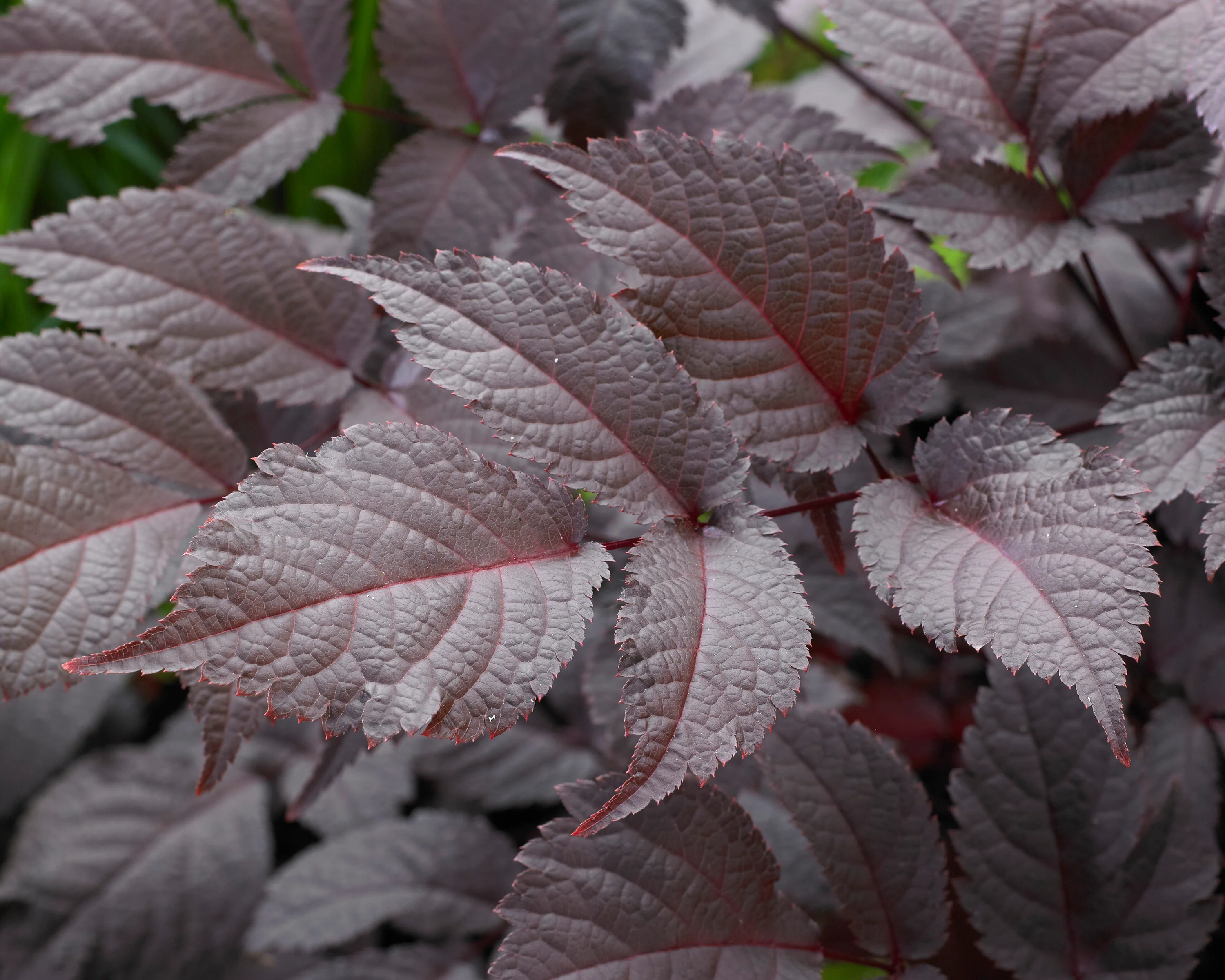 Astilbe 'Chocolate Shogun' - Image 4