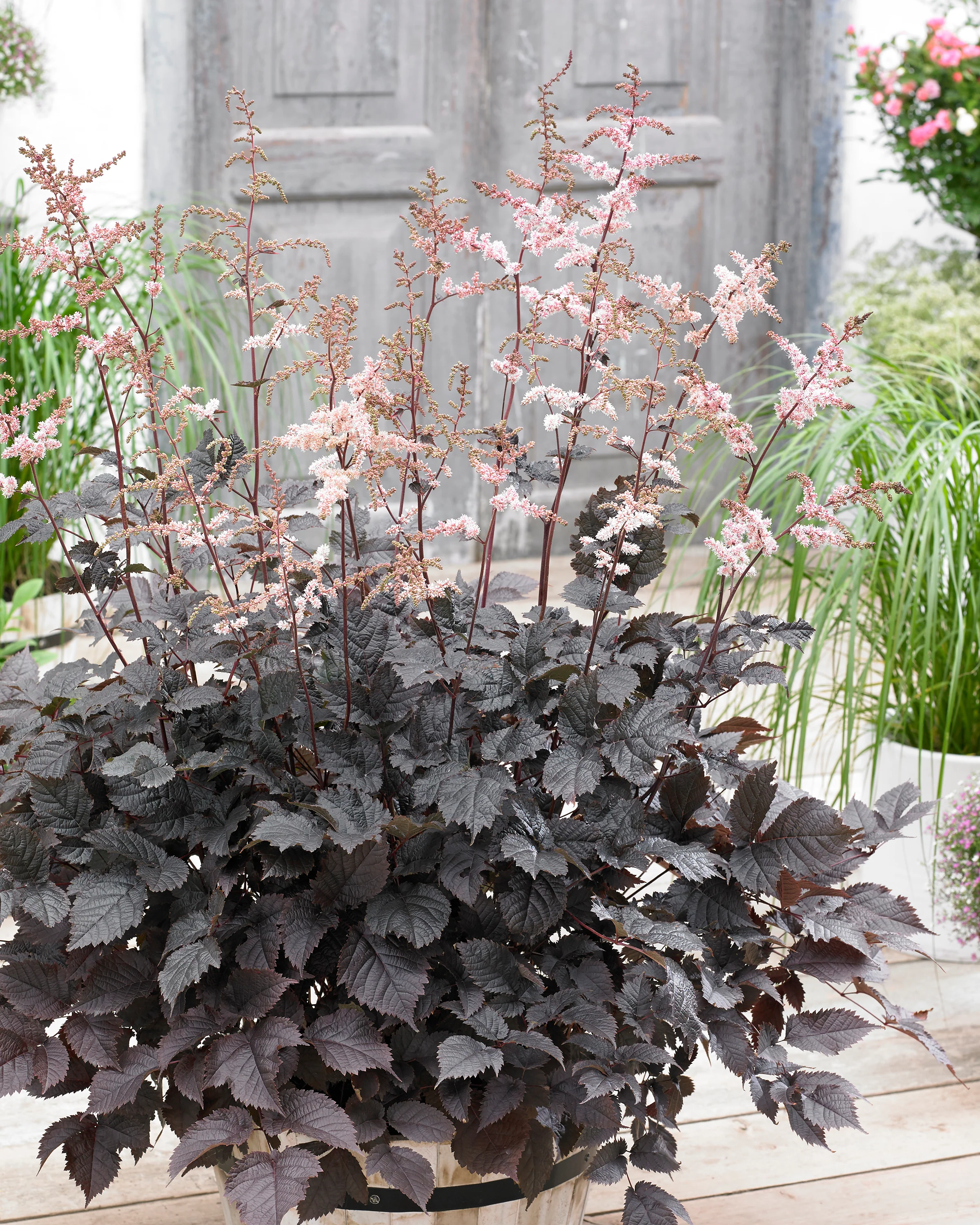 Astilbe 'Chocolate Shogun' - Image 6