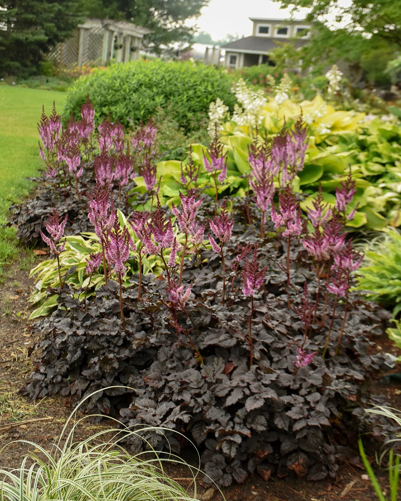 Astilbe 'Dark Side of the Moon' - Image 5