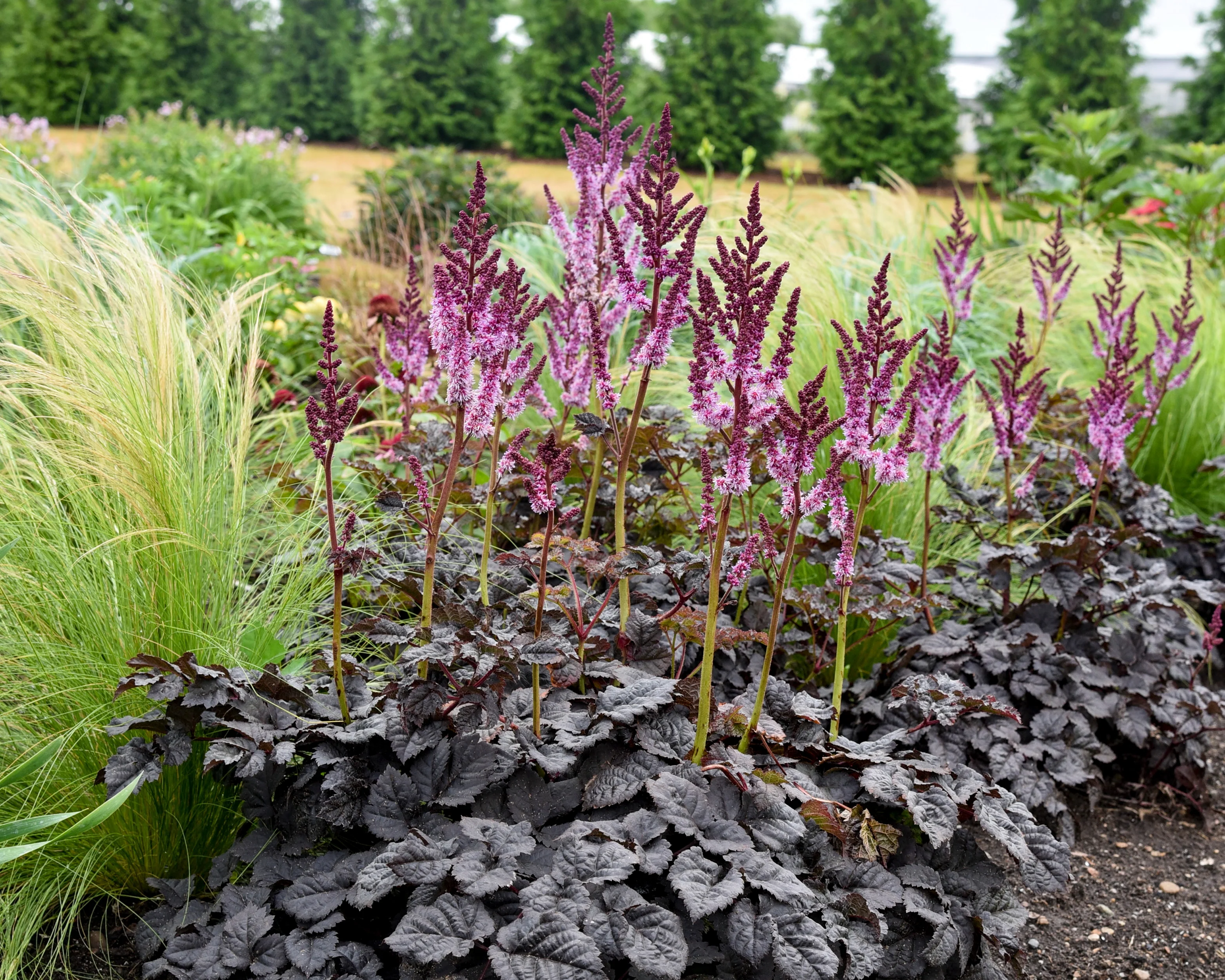 Astilbe 'Dark Side of the Moon' - Image 6
