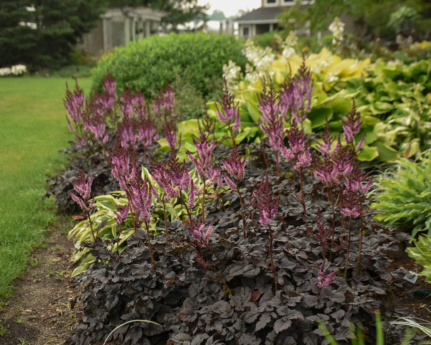 Astilbe 'Dark Side of the Moon' - Image 7
