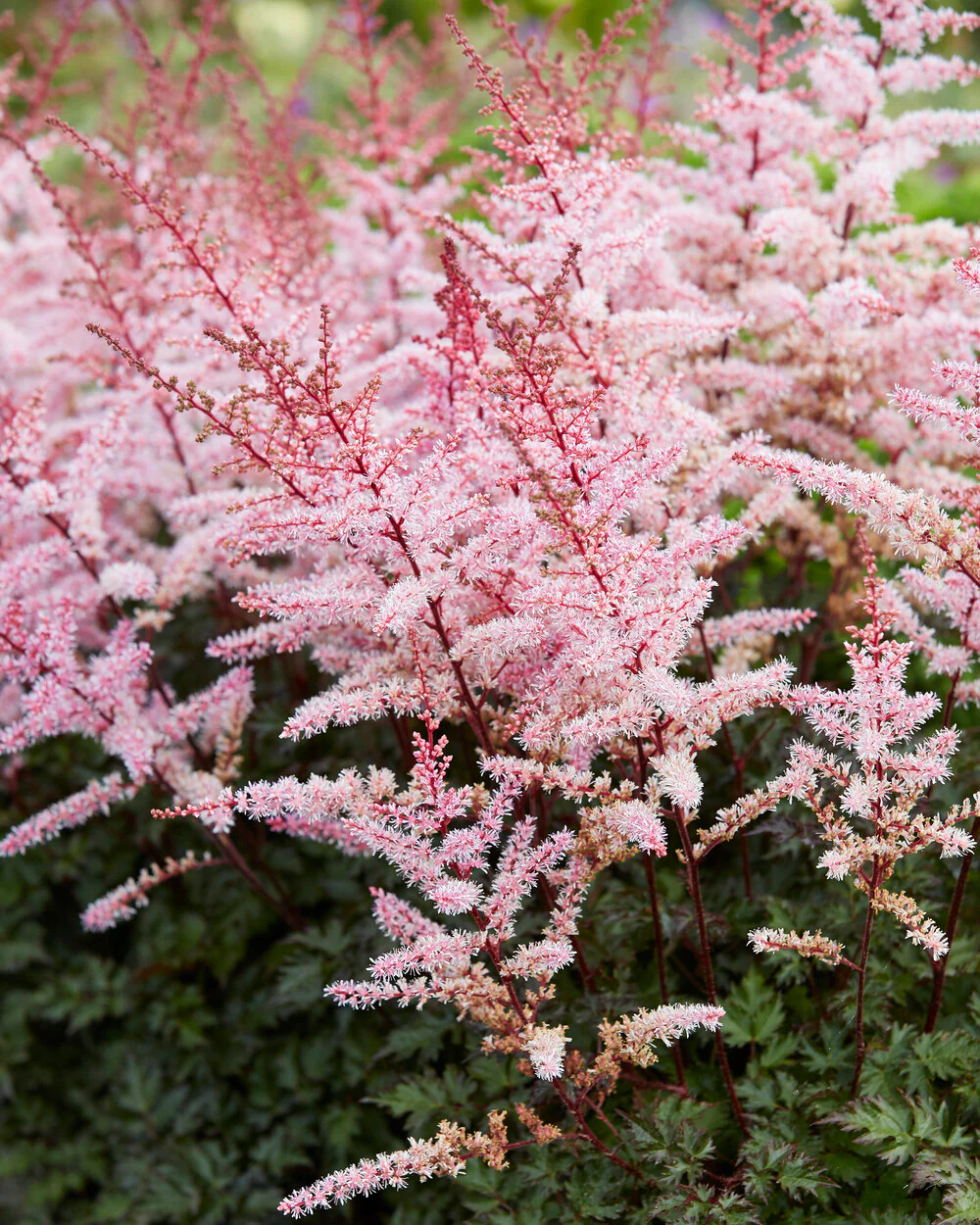 Astilbe 'Delft Lace' - Image 2