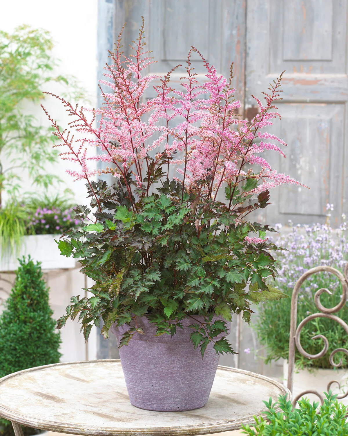 Astilbe 'Delft Lace' - Image 5