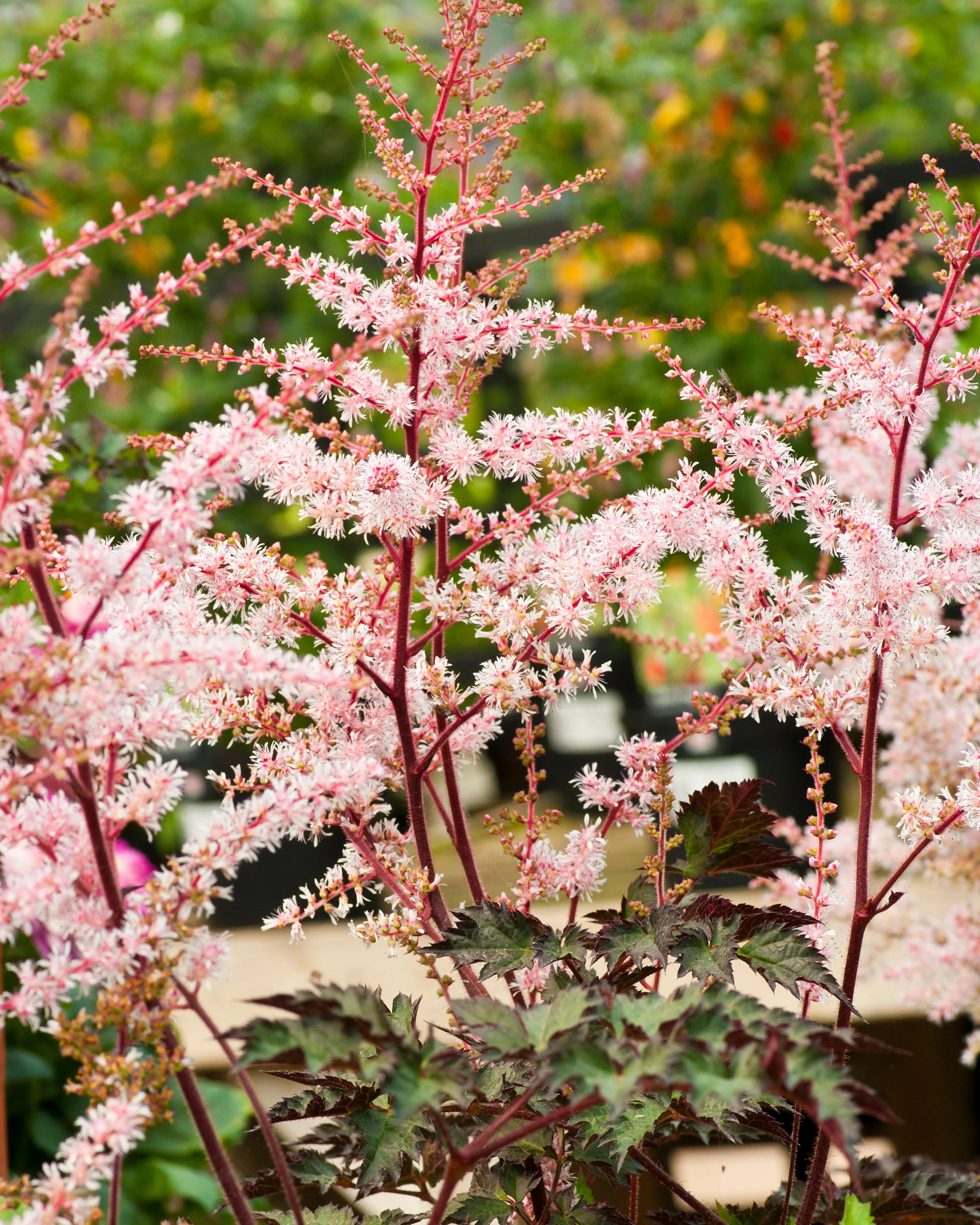 Astilbe 'Delft Lace' - Image 7