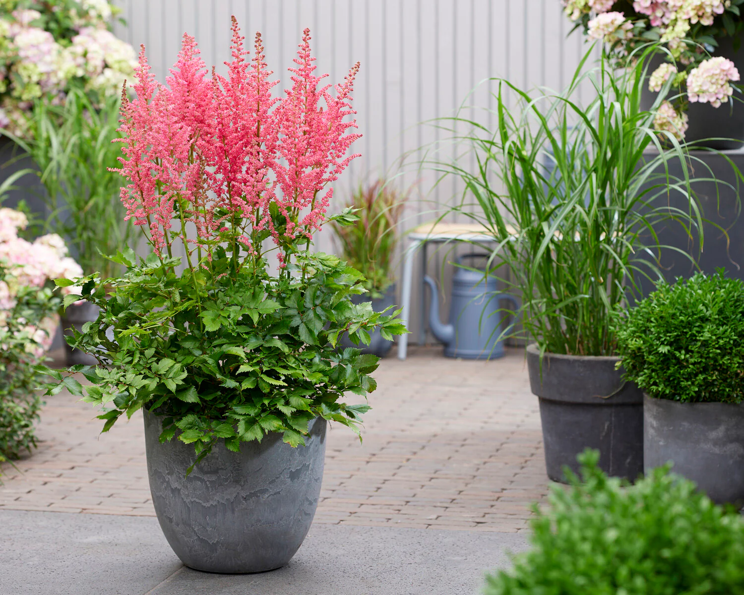 Astilbe 'Dunes Revolution' - Image 4
