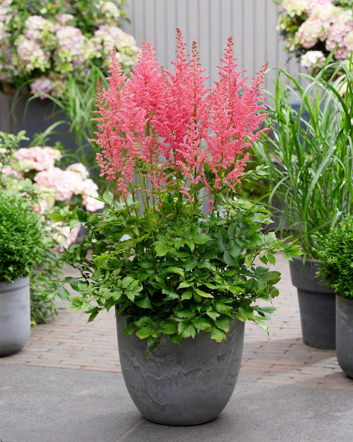 Astilbe 'Dunes Revolution' - Image 5
