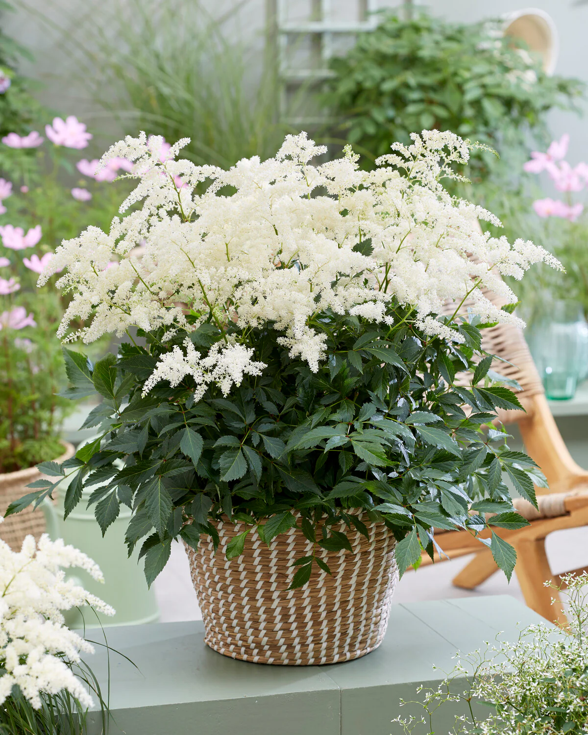 Astilbe 'Fireworks White' - Image 5