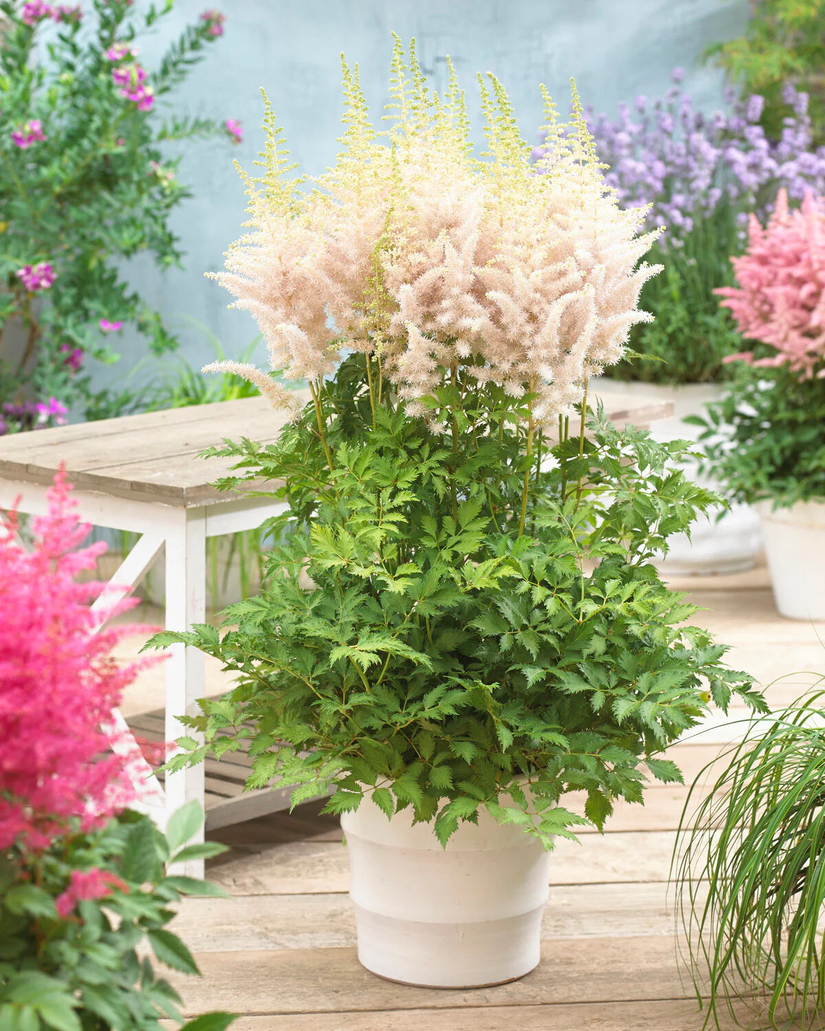 Astilbe 'Milk and Honey' - Image 2