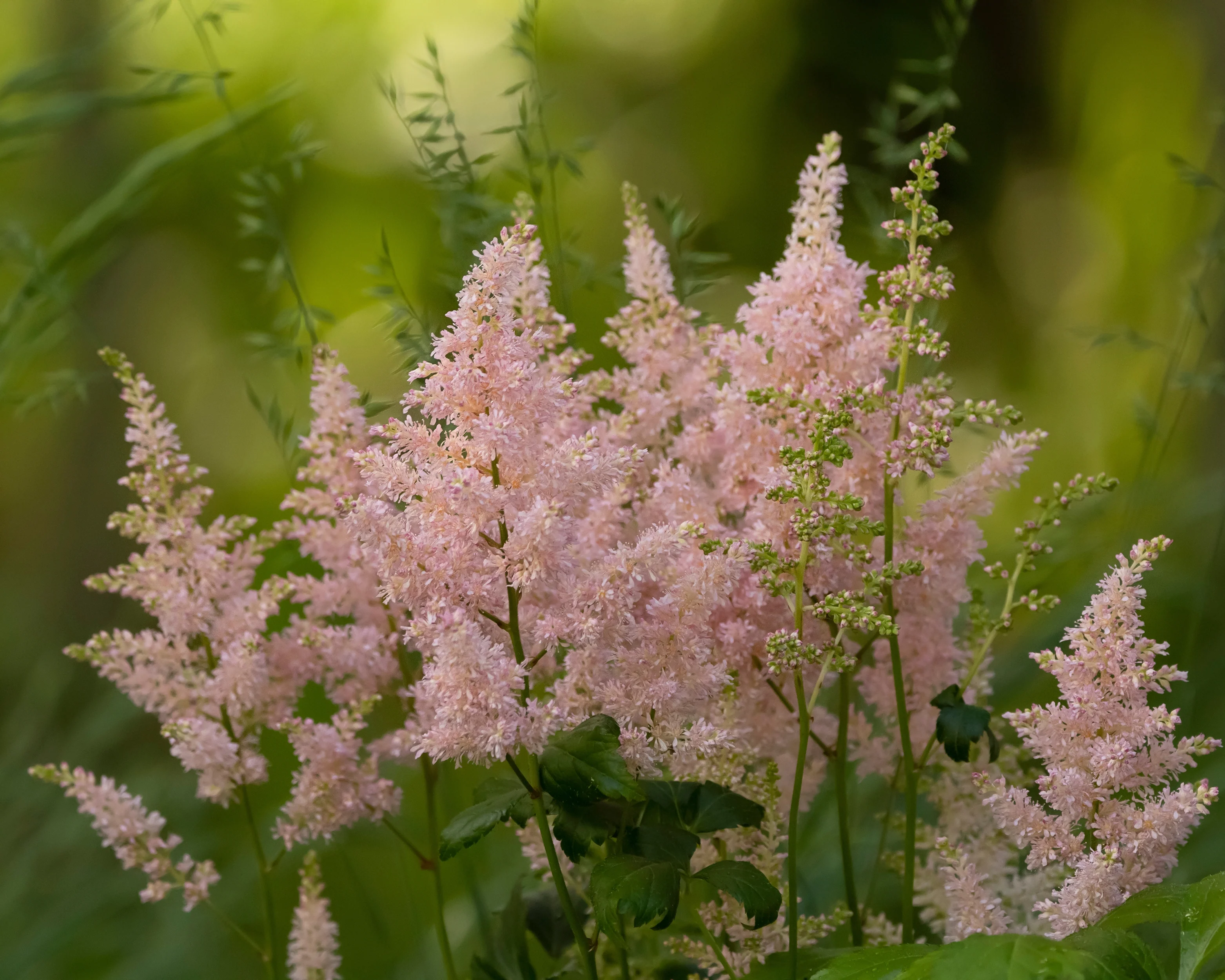 Astilbe 'Milk and Honey' - Image 4