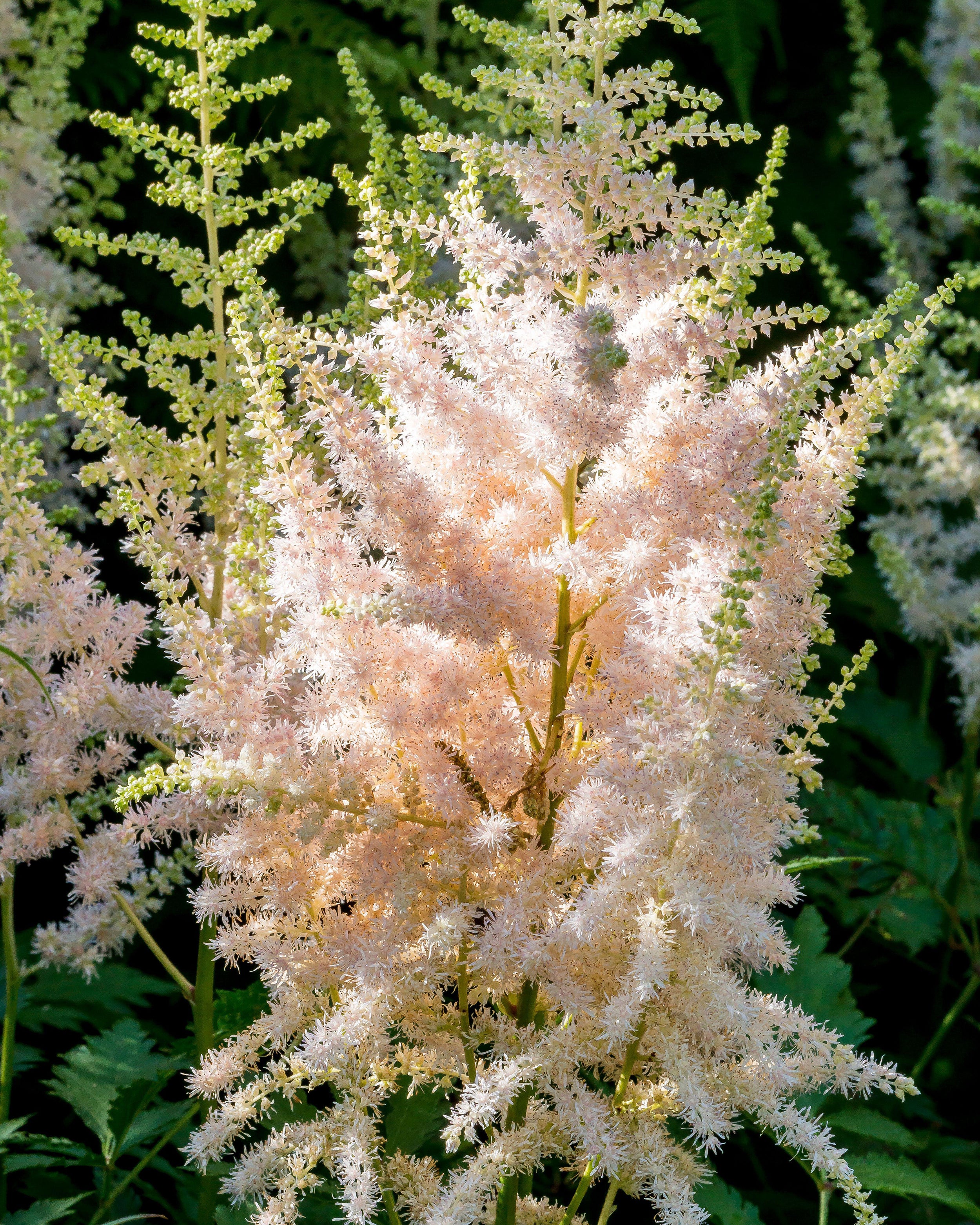 Astilbe 'Milk and Honey' - Image 5
