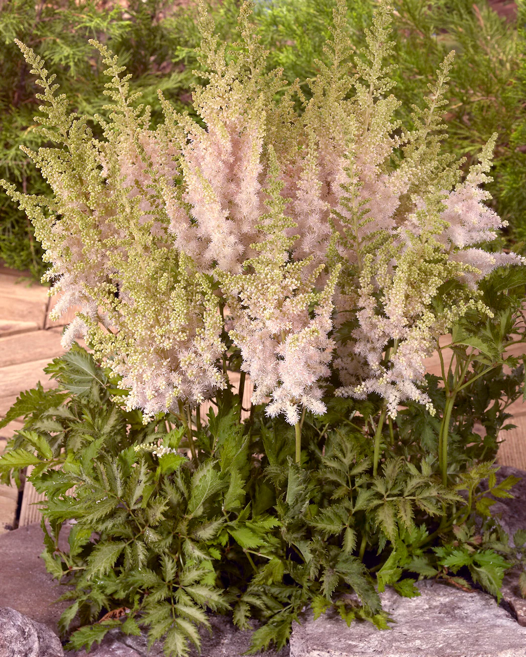 Astilbe 'Milk and Honey' - Image 6