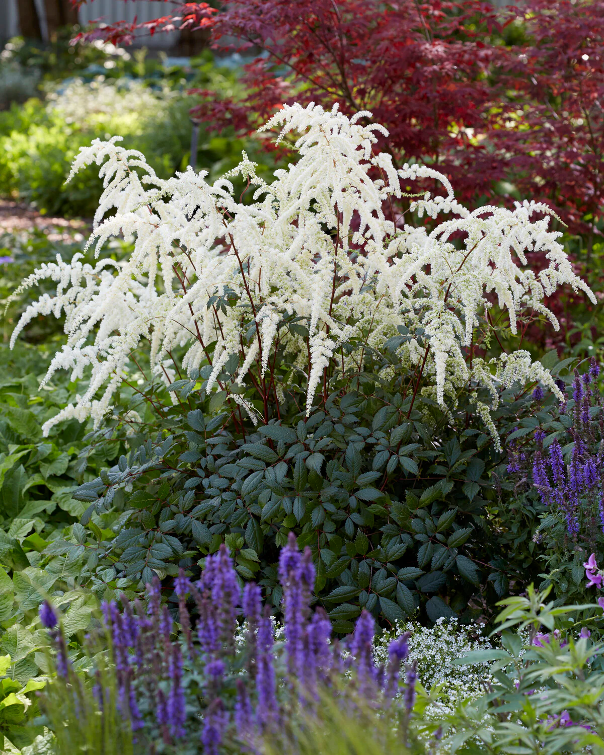 Astilbe 'Moccachino' - Image 3