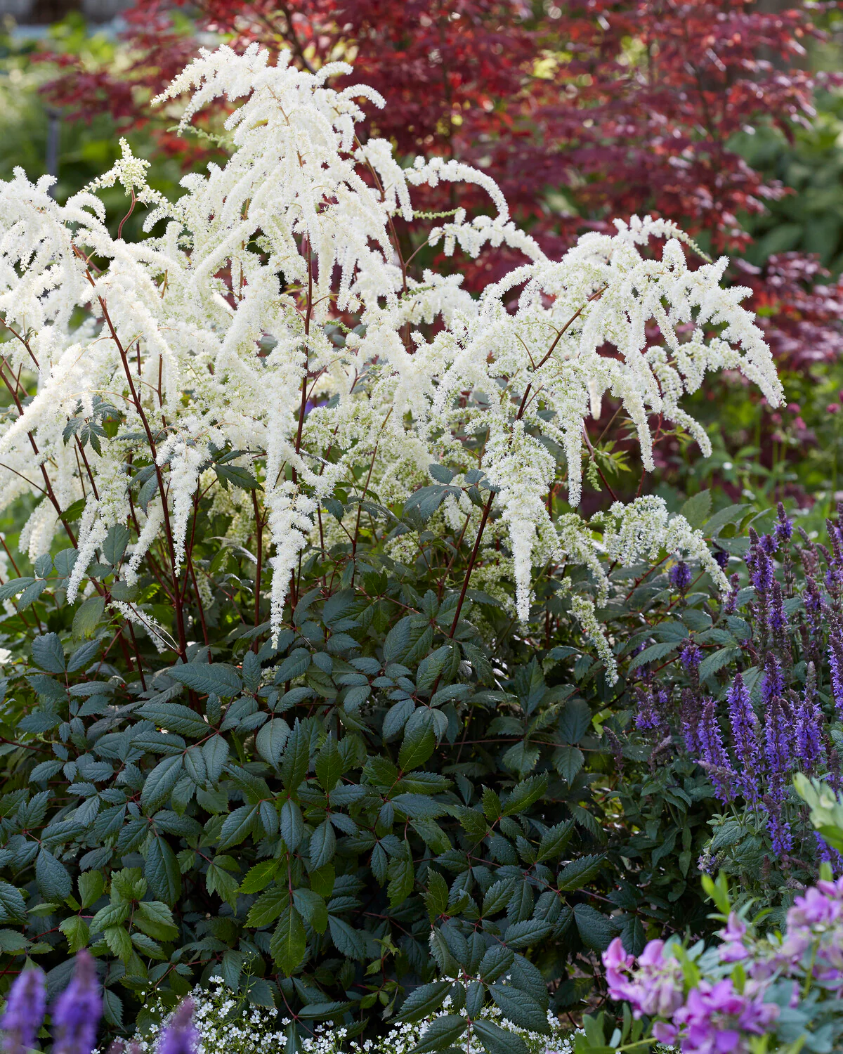 Astilbe 'Moccachino' - Image 4